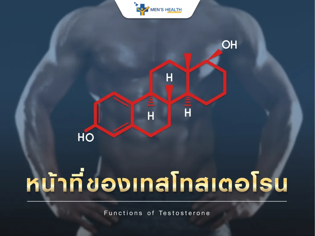 หน้าที่ของ testosterone