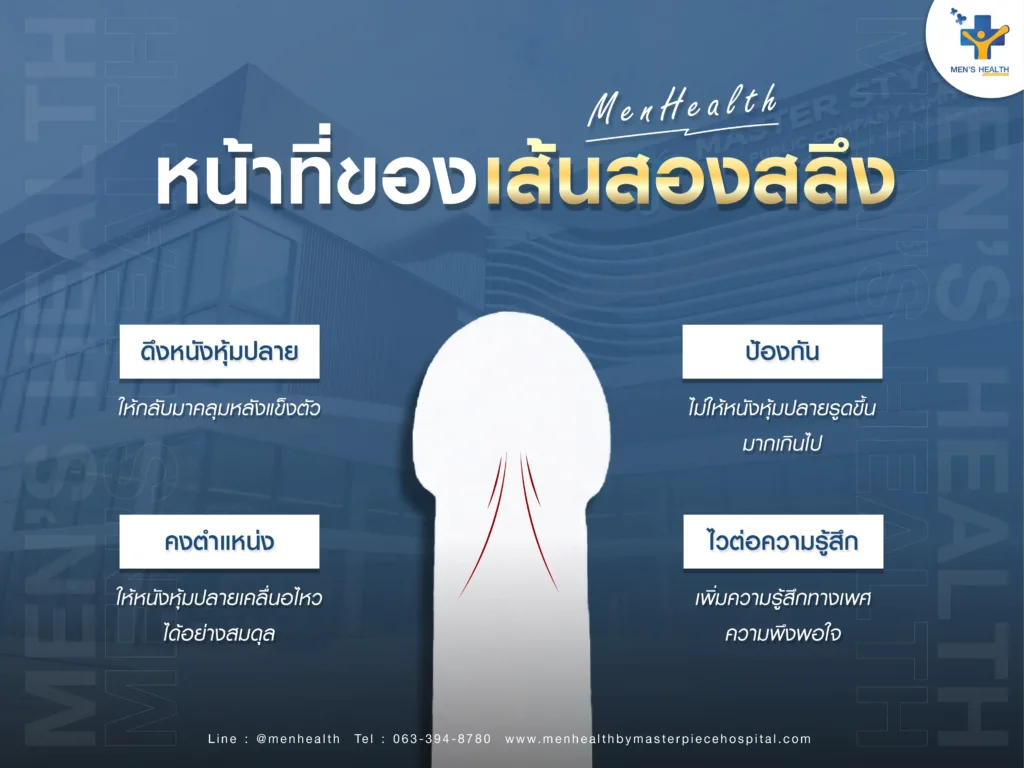 หน้าที่ของเส้นสองสลึง